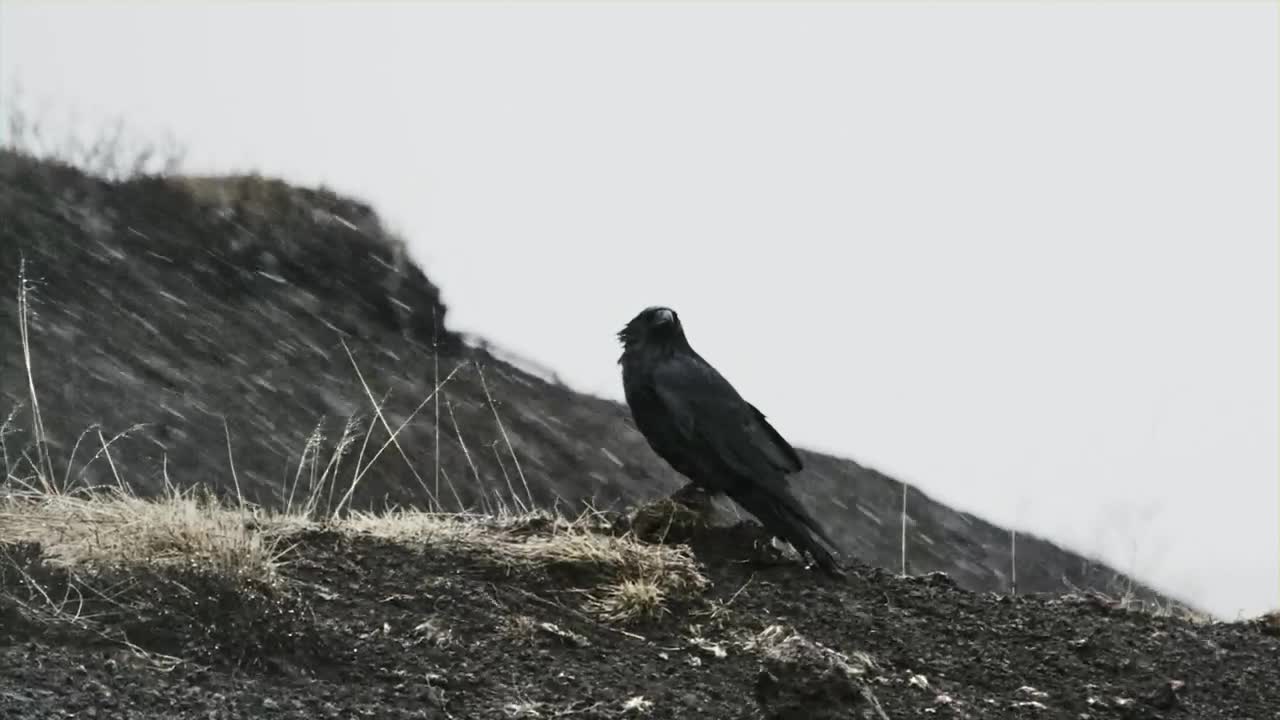 Video Stock Raven Sits On Ground In Falling Snow Live Wallpaper Free - Free Download