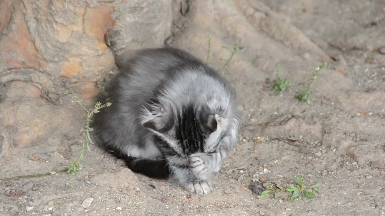 Stock Video Kitten Outside Cleaning Animated Wallpaper - Free Download