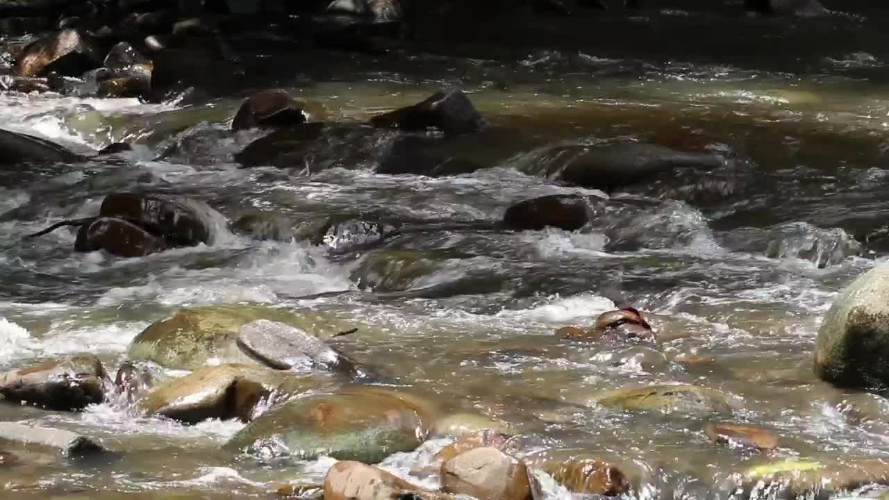 Stock Footage Water Flowing Over Rocks And Logs Live Wallpaper - Free Download
