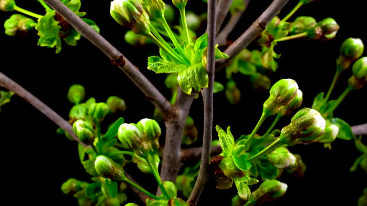 Video Stock Cherry Tree Flowers Opens Live Wallpaper For PC - Free Download