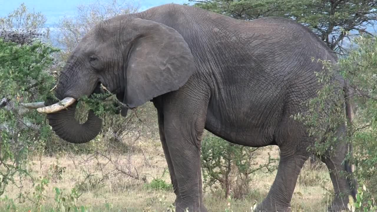 Stock Video Elephant Eating Leaves Live Wallpaper For PC - Free Download