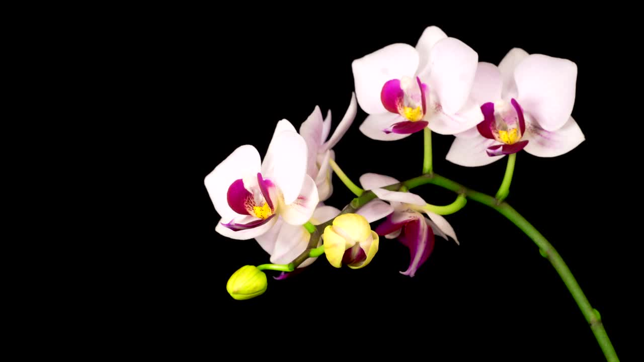 Stock Footage White Orchid On A Branch Opens Slowly Live Wallpaper - Free Download