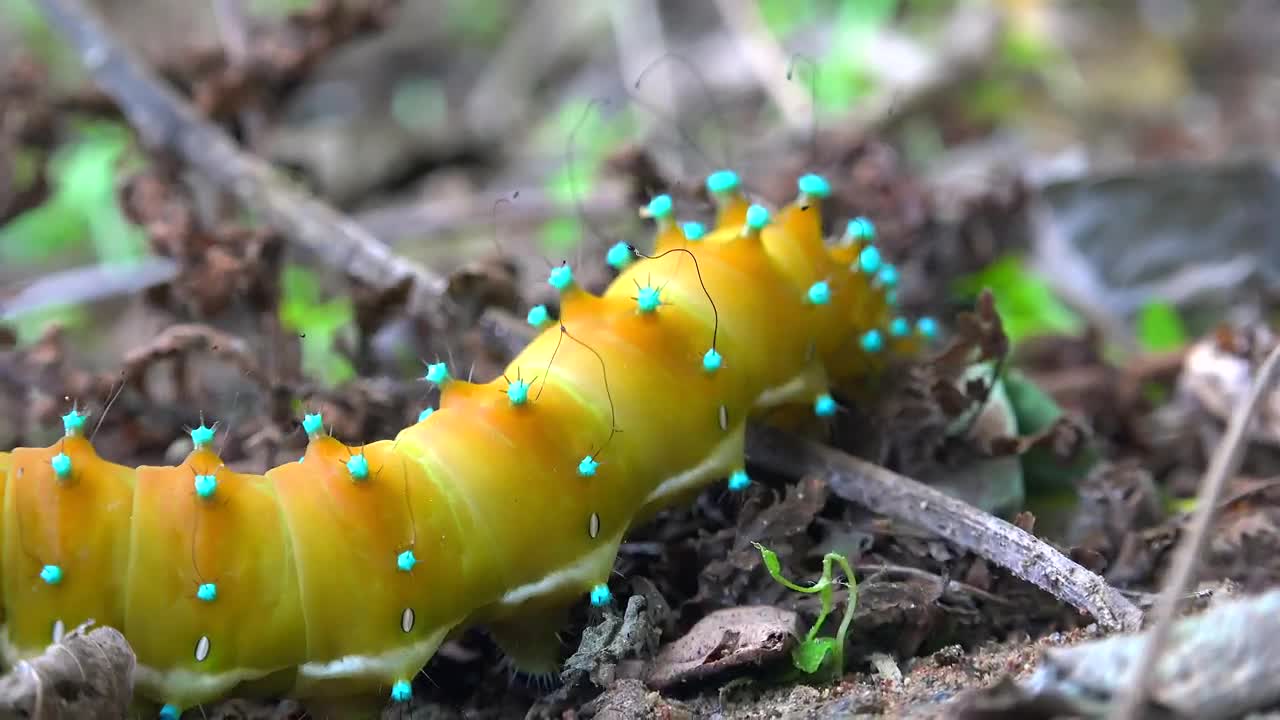 Stock Video Colorful Caterpillar Crawling In The Ground Live Wallpaper For PC - Free Download