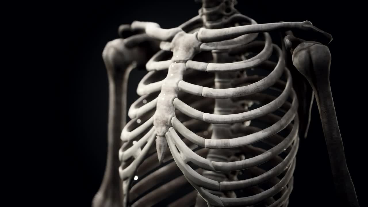 Stock Video Human Skeleton Model Animated Wallpaper - Free Download