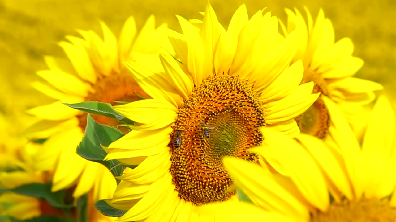 Stock Video Bees Flying Over A Sunflower Live Wallpaper For PC - Free Download