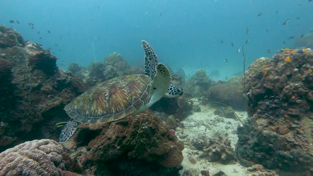 Free Stock Video Turtle Swimming Quietly On A Reef Live Wallpaper - Free Download