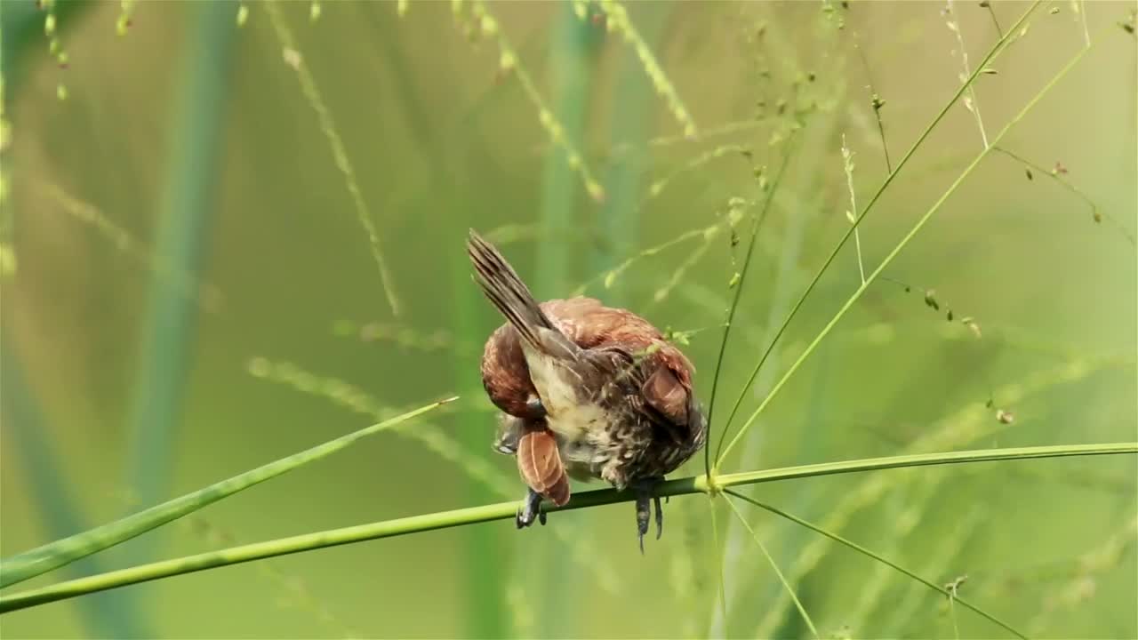 Stock Video Bird Sitting In Tall Grassland Live Wallpaper For PC - Free Download
