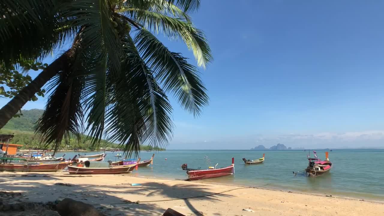 Stock Video Palm Shadows Across The Sand Live Wallpaper - Free Download