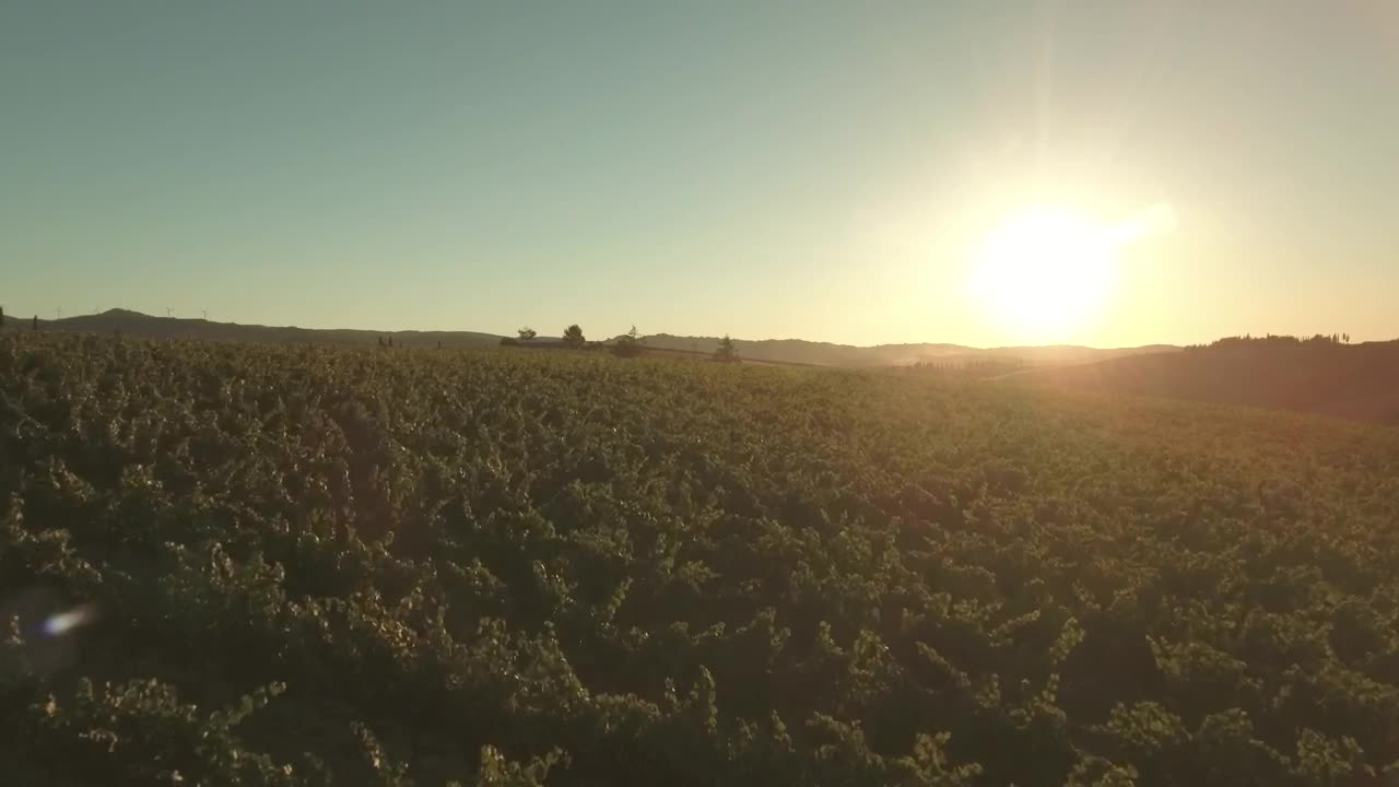 Free Video Stock Sun Shining Over Vineyards Live Wallpaper - Free Download