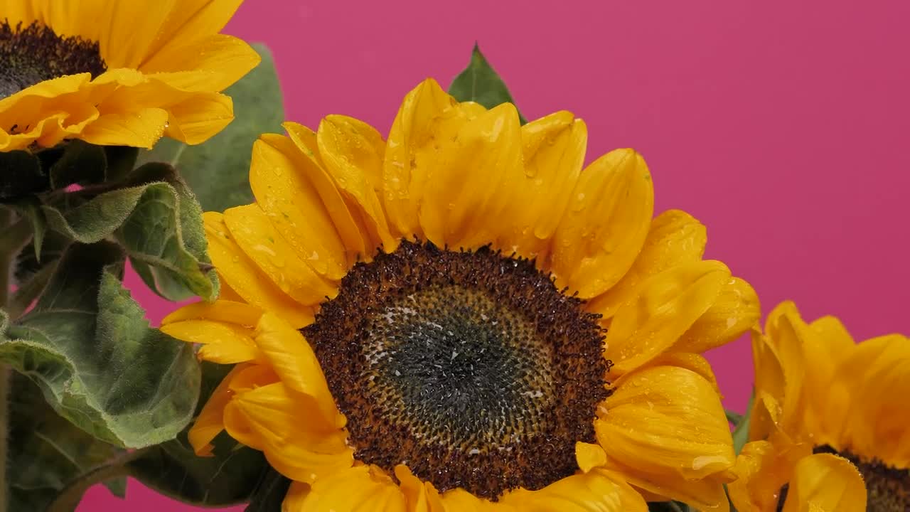 Free Video Stock Sunflower Blowing In The Wind Live Wallpaper - Free Download