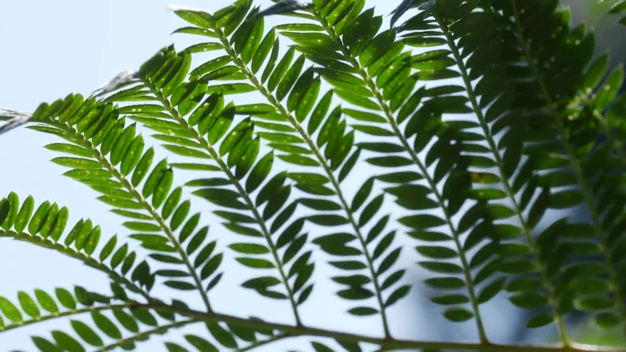 Video Stock Close Up Of Tree Branches Live Wallpaper For PC - Free Download