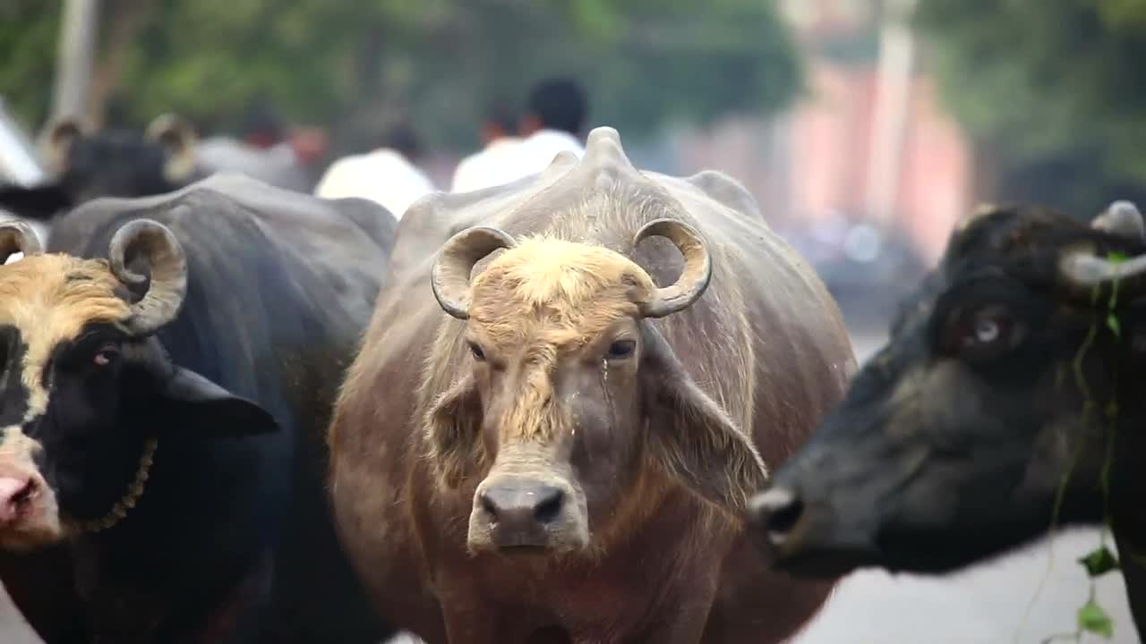 Stock Video India Bulls Walking In The City Streets Animated Wallpaper - Free Download