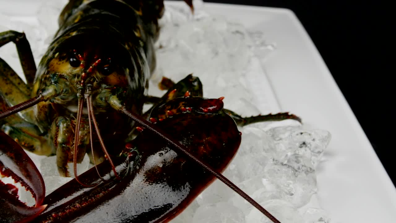Stock Video Lobster In A Cooler Animated Wallpaper - Free Download