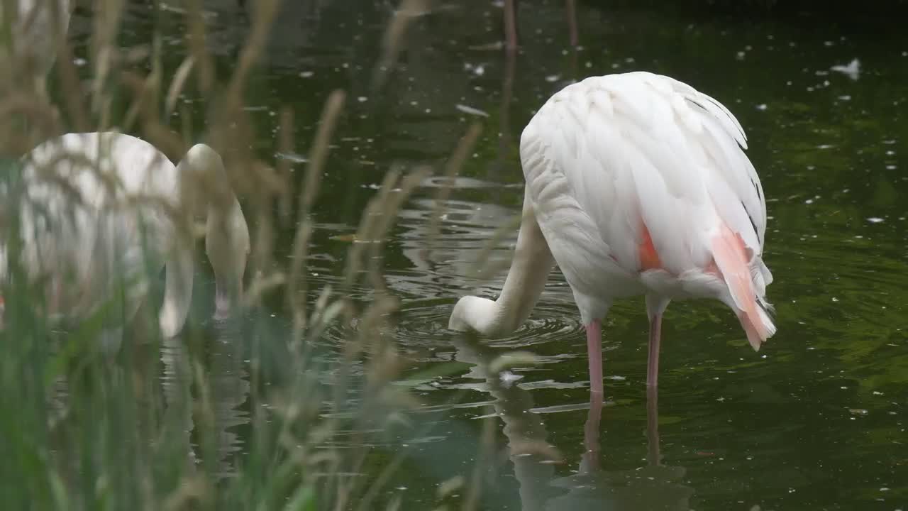 Stock Footage White Flamingos In The Water Live Wallpaper - Free Download