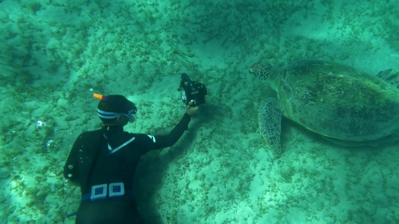 Stock Video Diver Taking A Photo Of A Sea Turtle Live Wallpaper For PC - Free Download