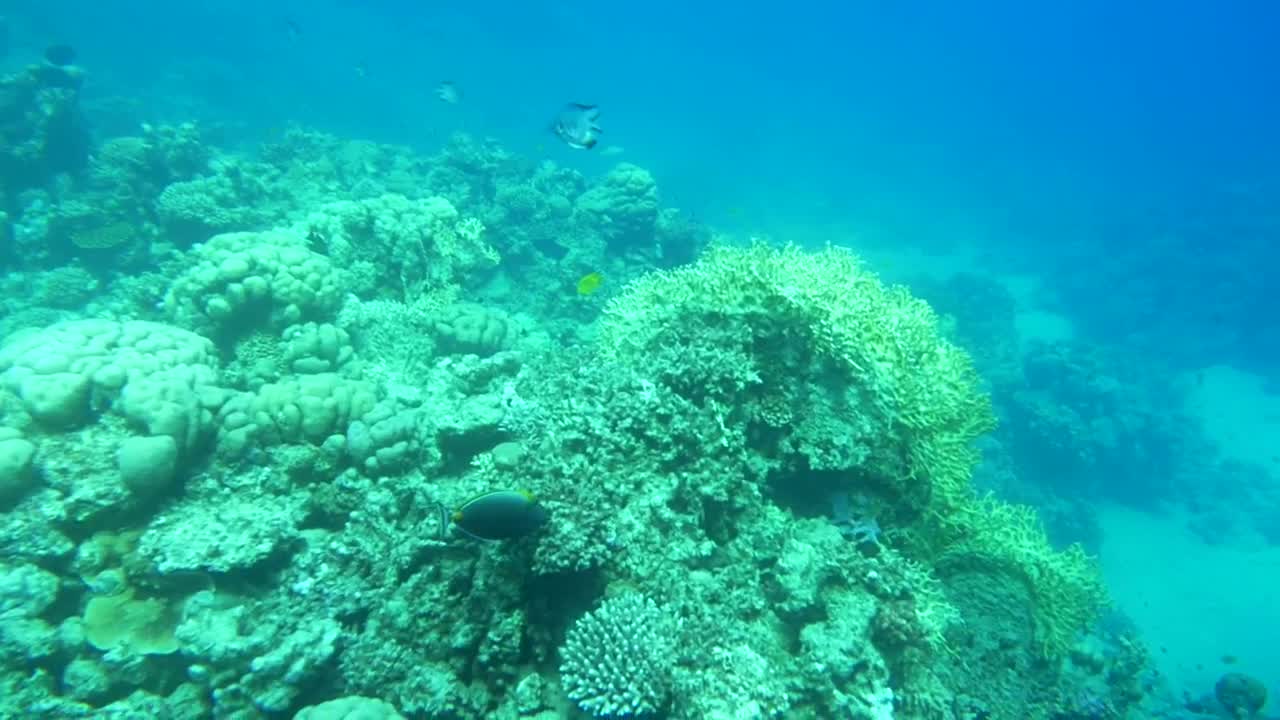 Stock Video Beautiful Reef Full Of Life Live Wallpaper For PC - Free Download