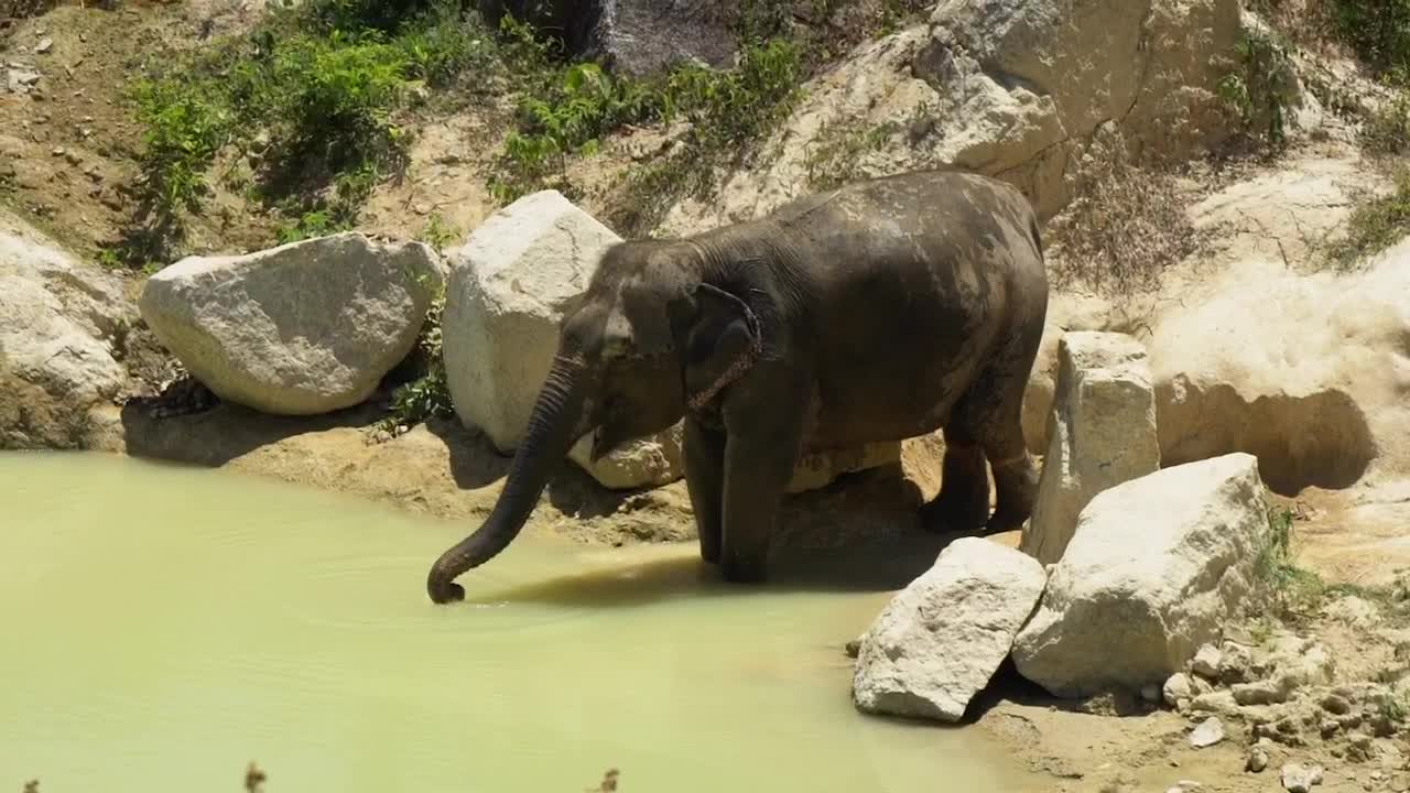 Stock Video Elephant Drinking Water With Its Trunk Live Wallpaper For PC - Free Download
