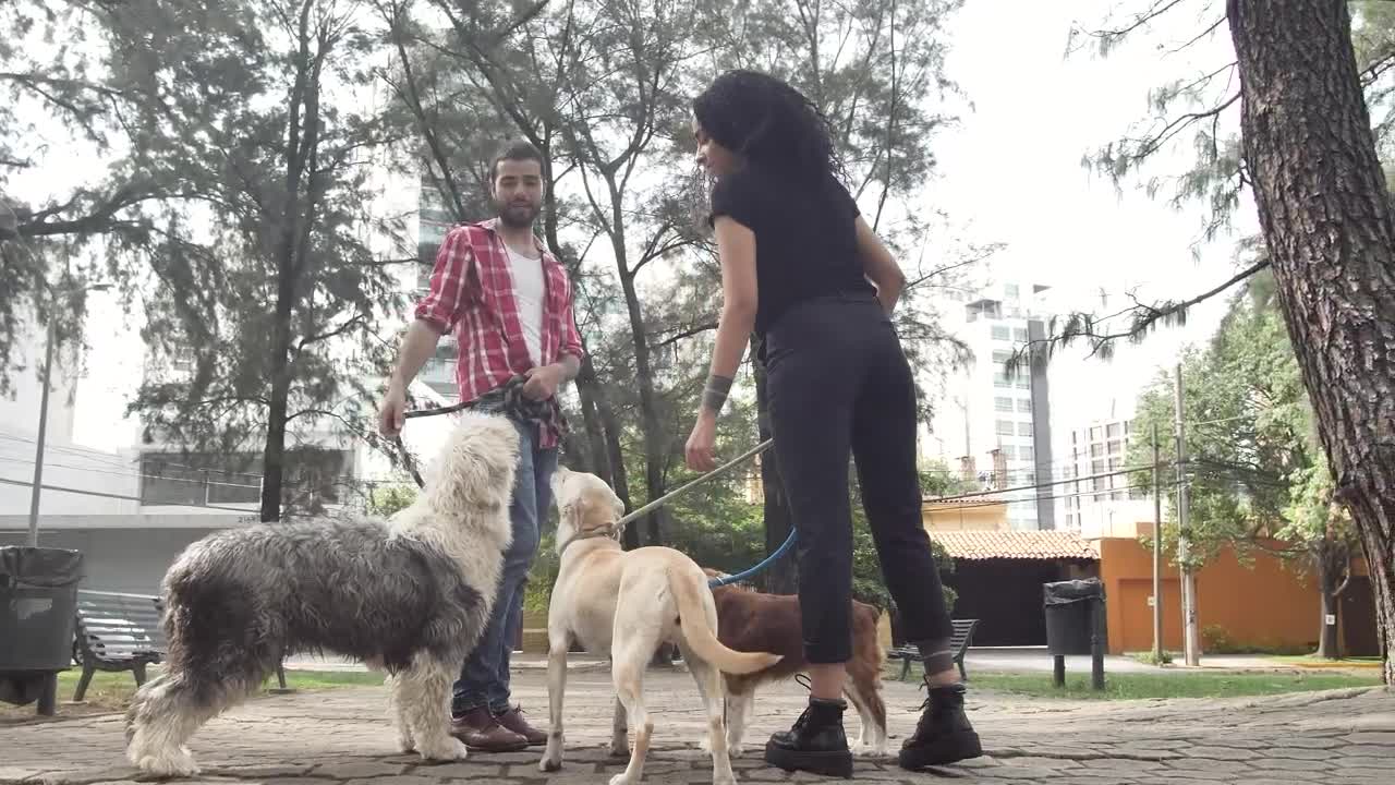 Stock Video Man And Woman Chatting In A Park With Their Dogs Animated Wallpaper - Free Download