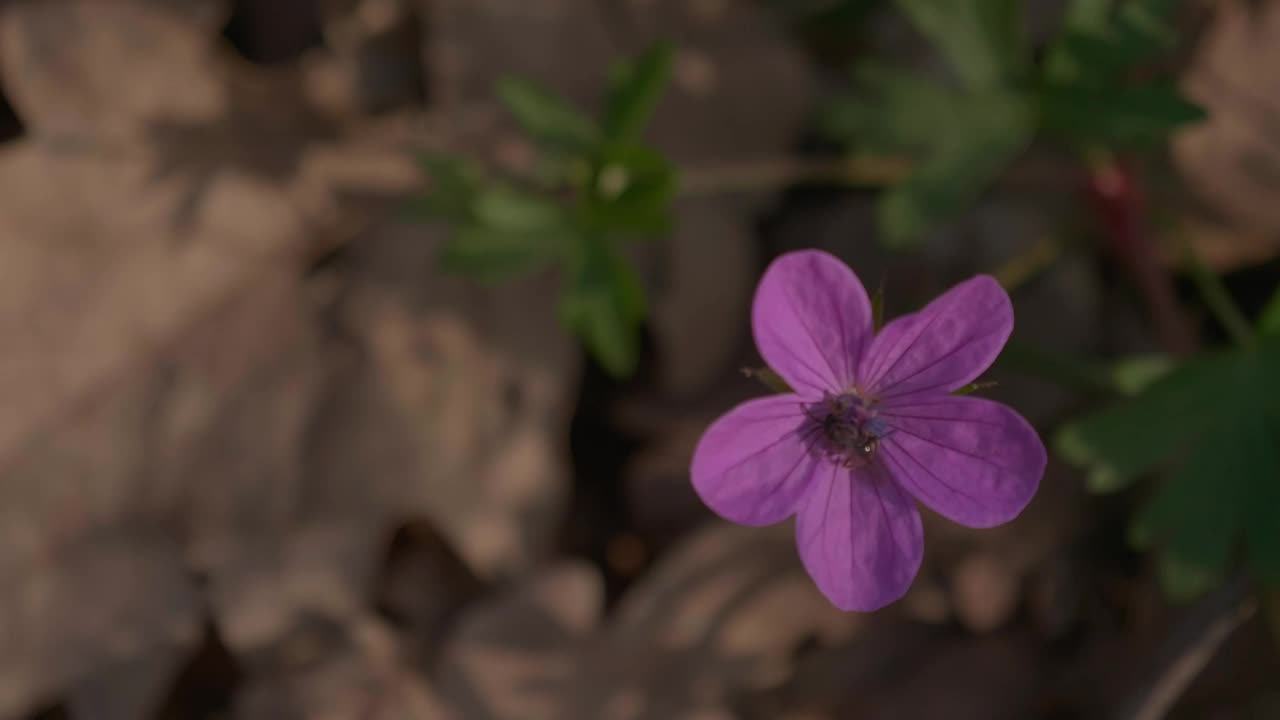 Stock Video Bee Landing On A Purple Wildflower Live Wallpaper For PC - Free Download