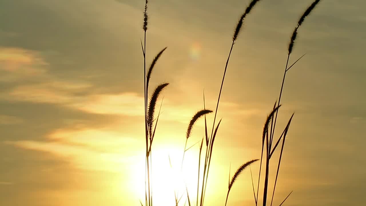 Stock Footage Wild Grass Swaying Against The Breeze Live Wallpaper - Free Download