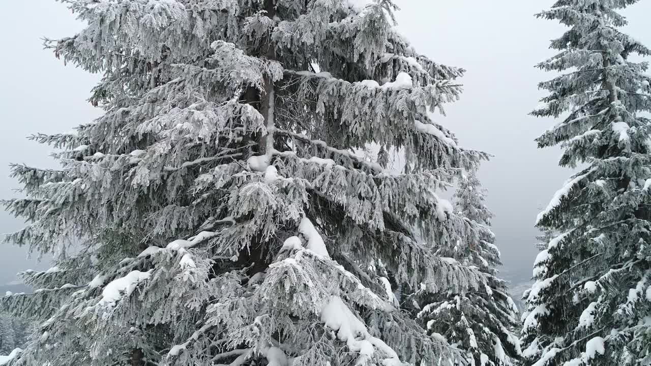 Stock Video Frozen Pine Tree At A Foggy Forest Live Wallpaper For PC - Free Download