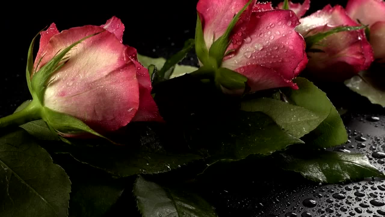Stock Footage Wet Pink Roses Live Wallpaper - Free Download