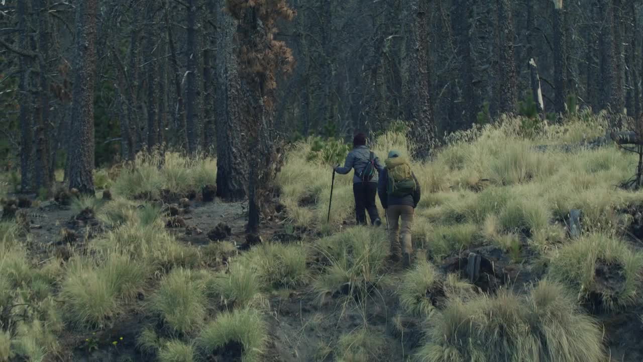 Free Stock Video Young People Walking Through A Forest Live Wallpaper - Free Download