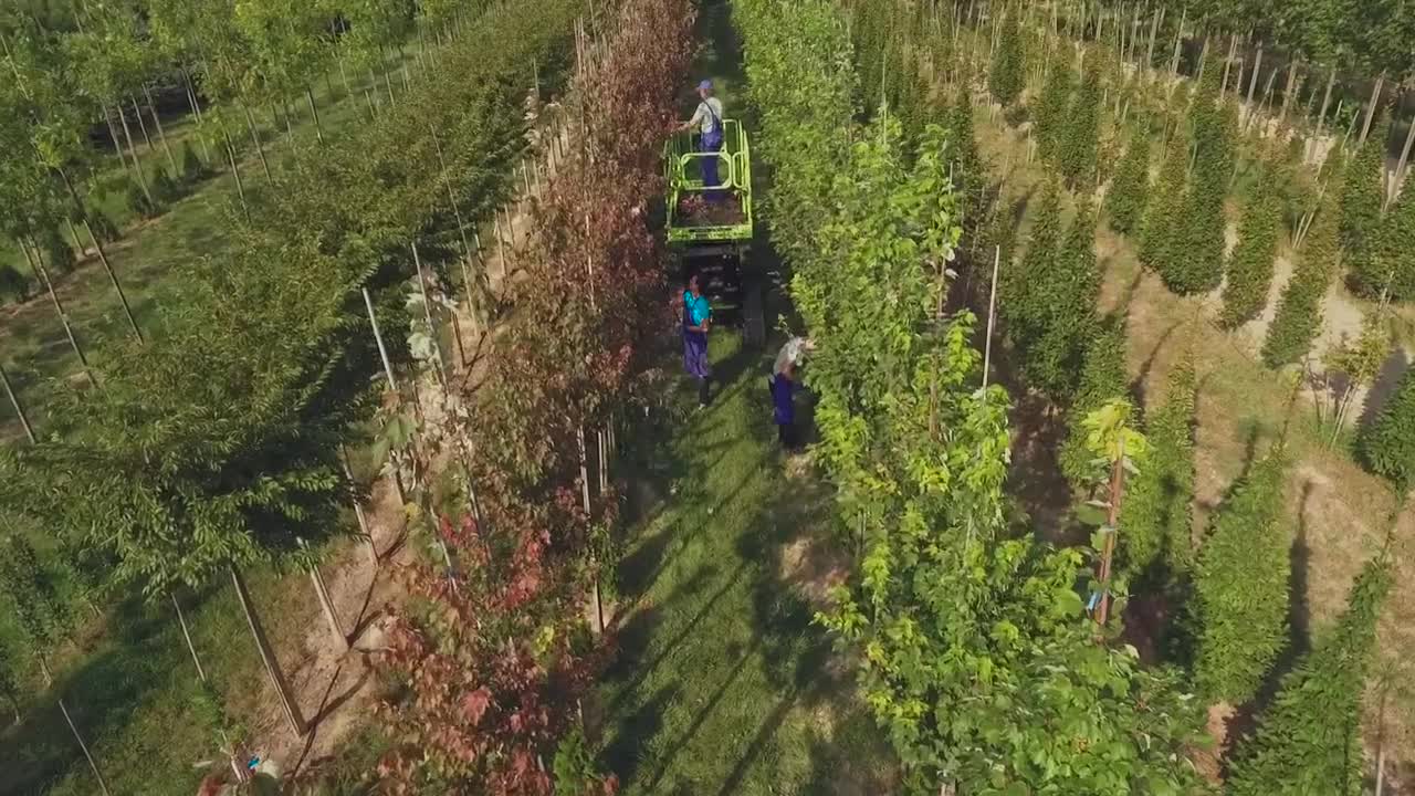 Free Video Stock top view of labourers in tree farm Live Wallpaper - Free Download
