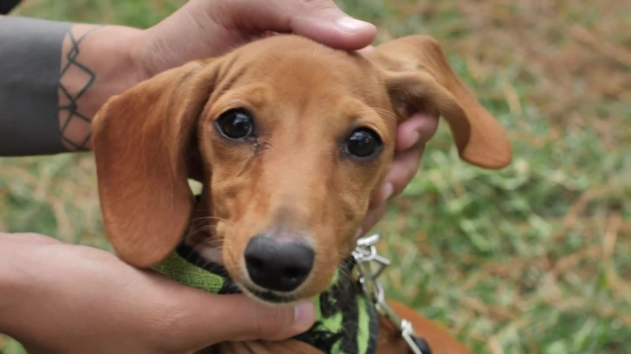 Stock Video Dachshund Dog While Hands Caress It Live Wallpaper For PC - Free Download