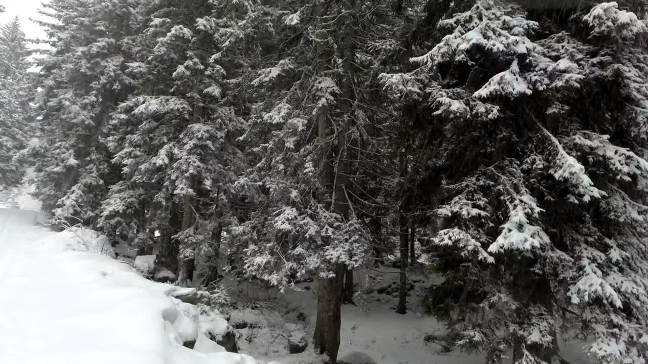 Free Video Stock Snowing In The Pine Forest Live Wallpaper - Free Download