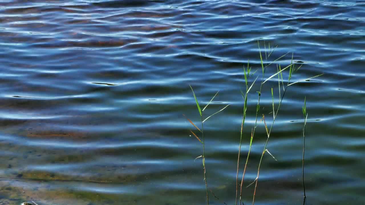 Stock Video Deep Lake With Reeds Live Wallpaper For PC - Free Download