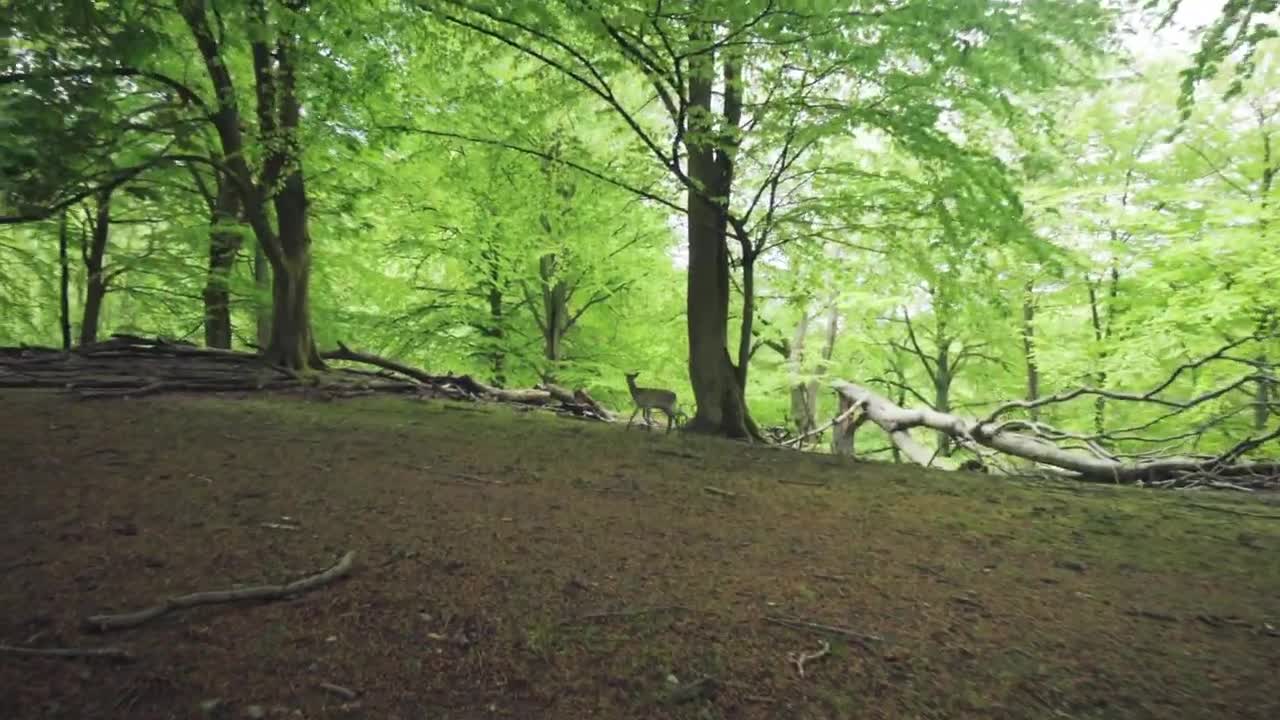 Stock Video Deer In A Forest Clearing Live Wallpaper For PC - Free Download
