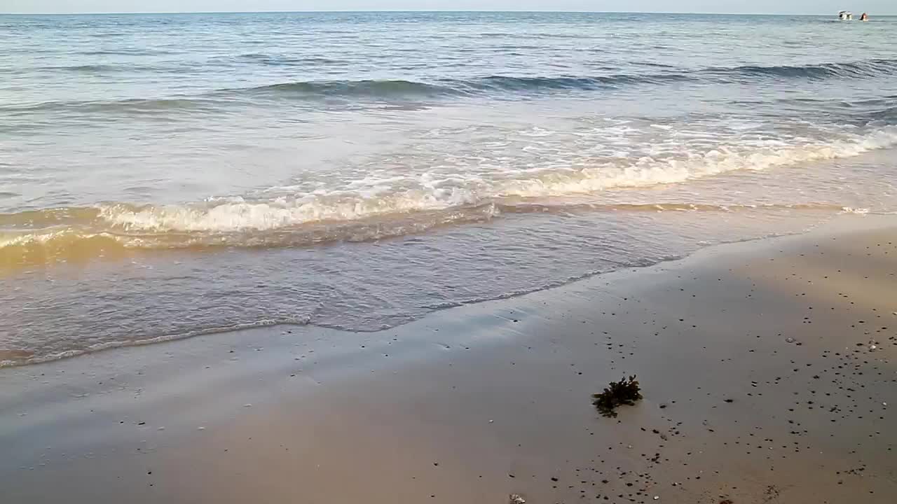 Free Video Stock Small Waves And Seaweed Live Wallpaper - Free Download