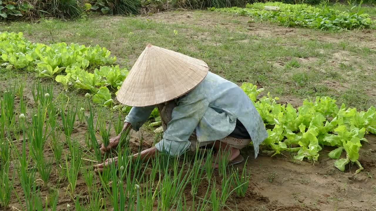 Stock Video Old Lady Collecting Spring Onions In The Garden Live Wallpaper - Free Download