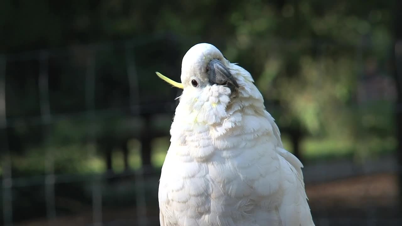 Stock Video Cockatoo Bird Looking At The Camera Live Wallpaper For PC - Free Download