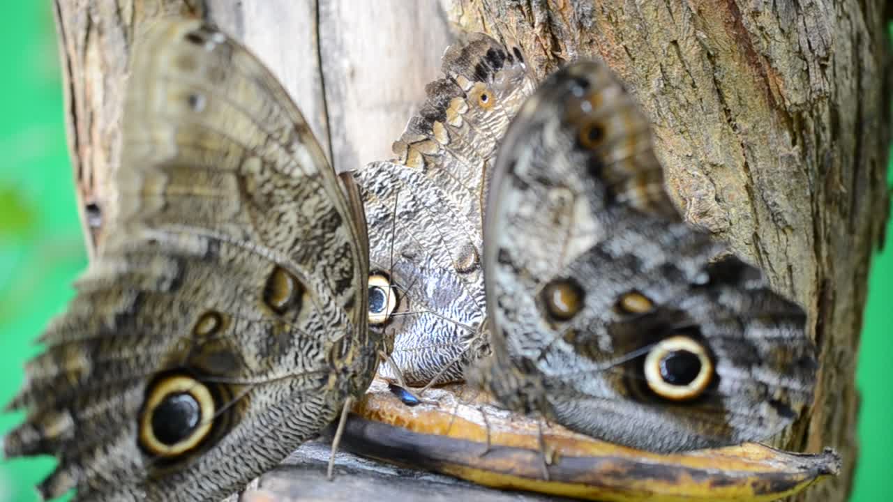 Video Stock Butterfly With Round Markings Live Wallpaper For PC - Free Download