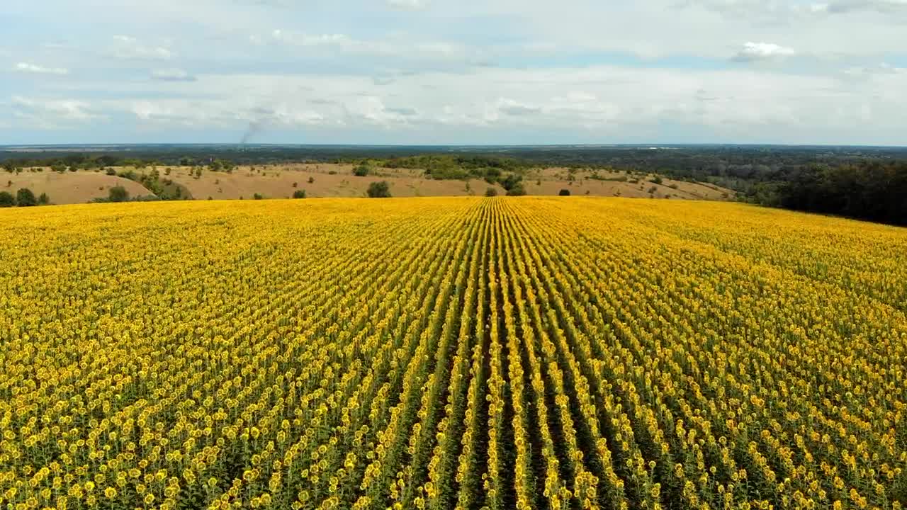 Stock Video Flying Over A Large Sunflower Field Live Wallpaper For PC - Free Download