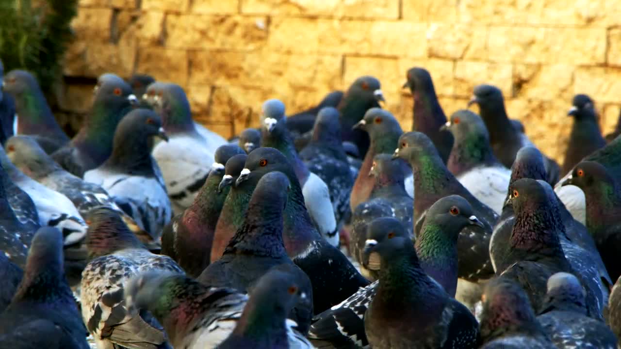Stock Video Many Pigeons Together On The Street Slow Motio Animated Wallpaper - Free Download