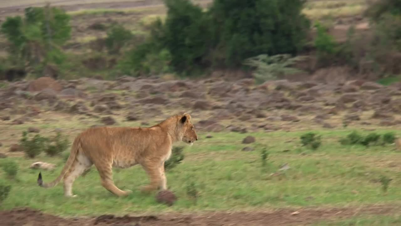 Stock Video Lion Cubs Playing On The Valley Animated Wallpaper - Free Download