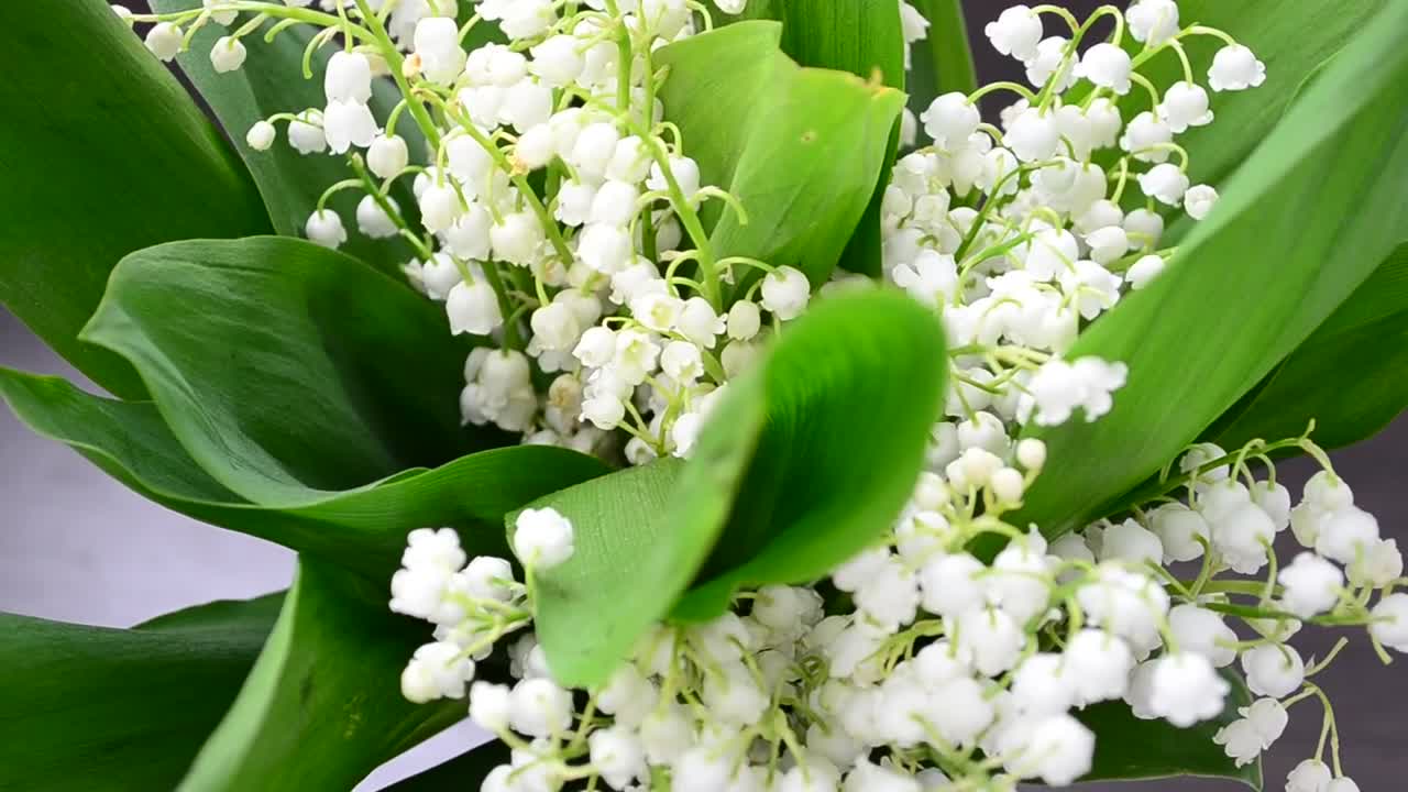 Stock Video Lilies In The Wind Animated Wallpaper - Free Download
