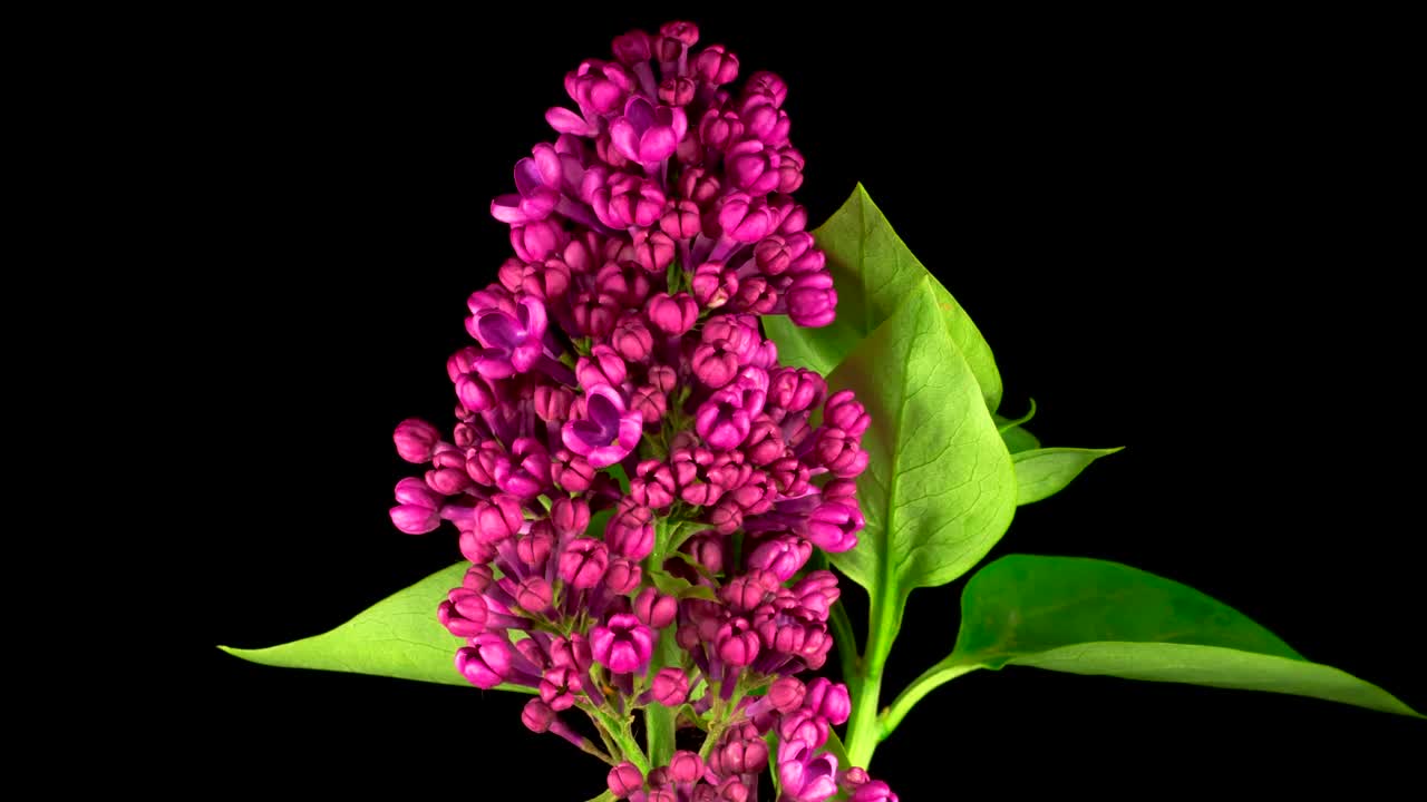 Free Stock Video Violet Liliac Opening Flower Live Wallpaper - Free Download
