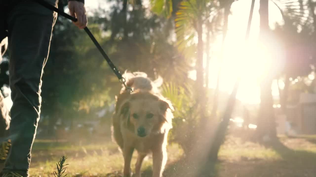 Stock Video Dog Walking With Its Owner In A Park Live Wallpaper For PC - Free Download