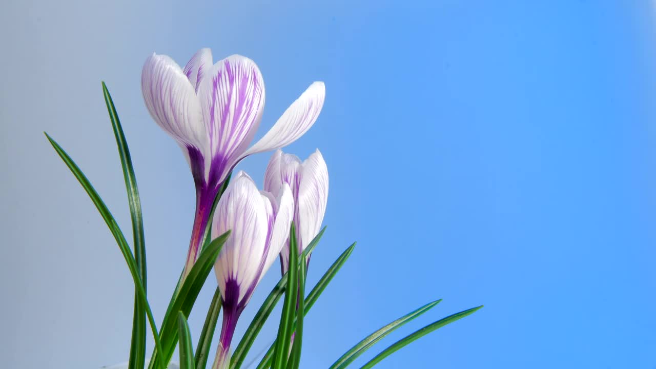 Stock Video Flowers Blooming On Blue Background Live Wallpaper For PC - Free Download