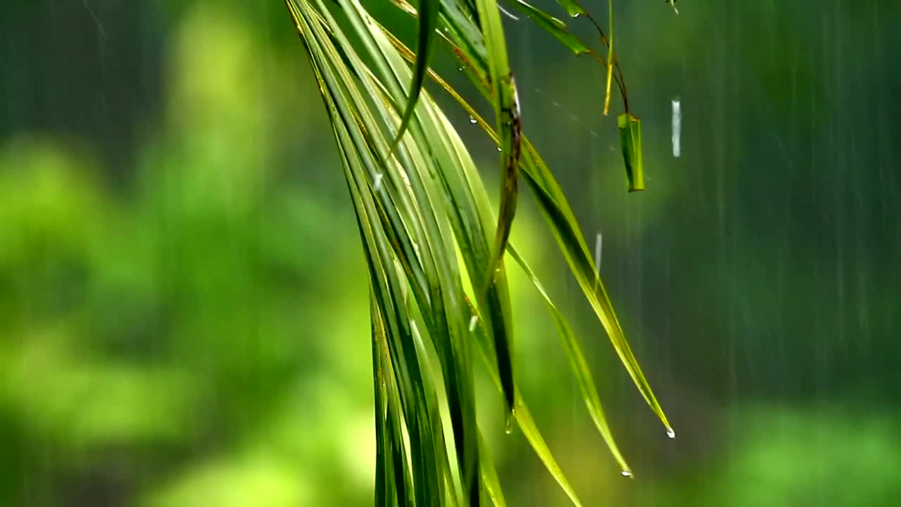 Video Stock Rain Falling Against A Fern Live Wallpaper Free - Free Download