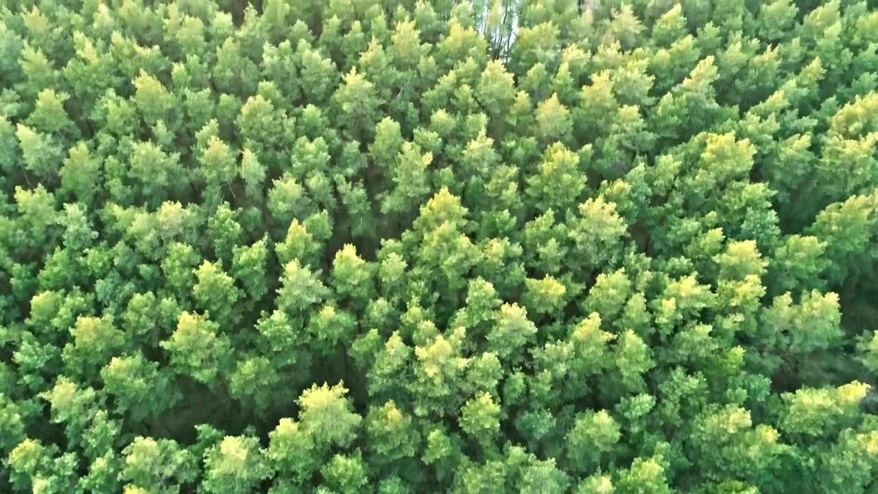 Free Video Stock tilt aerial shot of a forest at sunset Live Wallpaper - Free Download