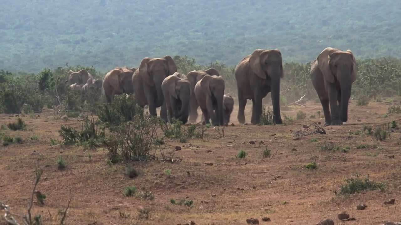Stock Video Herd Of African Elephants Walking On The Savanna Animated Wallpaper - Free Download