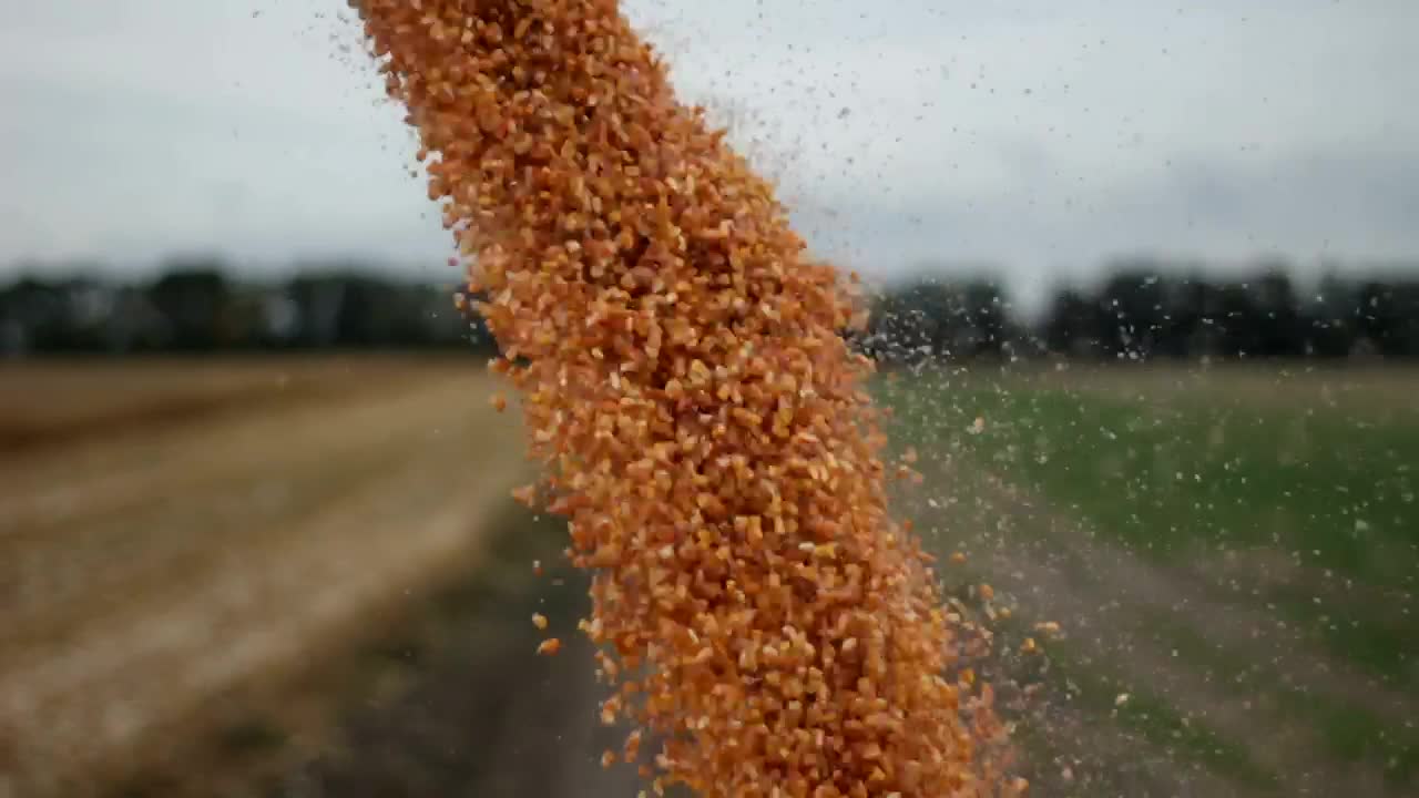 Stock Video Harvester Unloading Crops Animated Wallpaper - Free Download