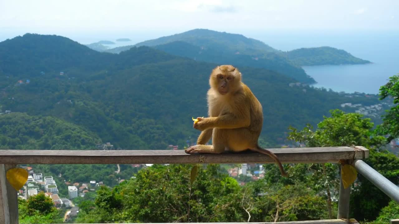 Stock Video Monkey Eating In The Top Of The Hil Animated Wallpaper - Free Download