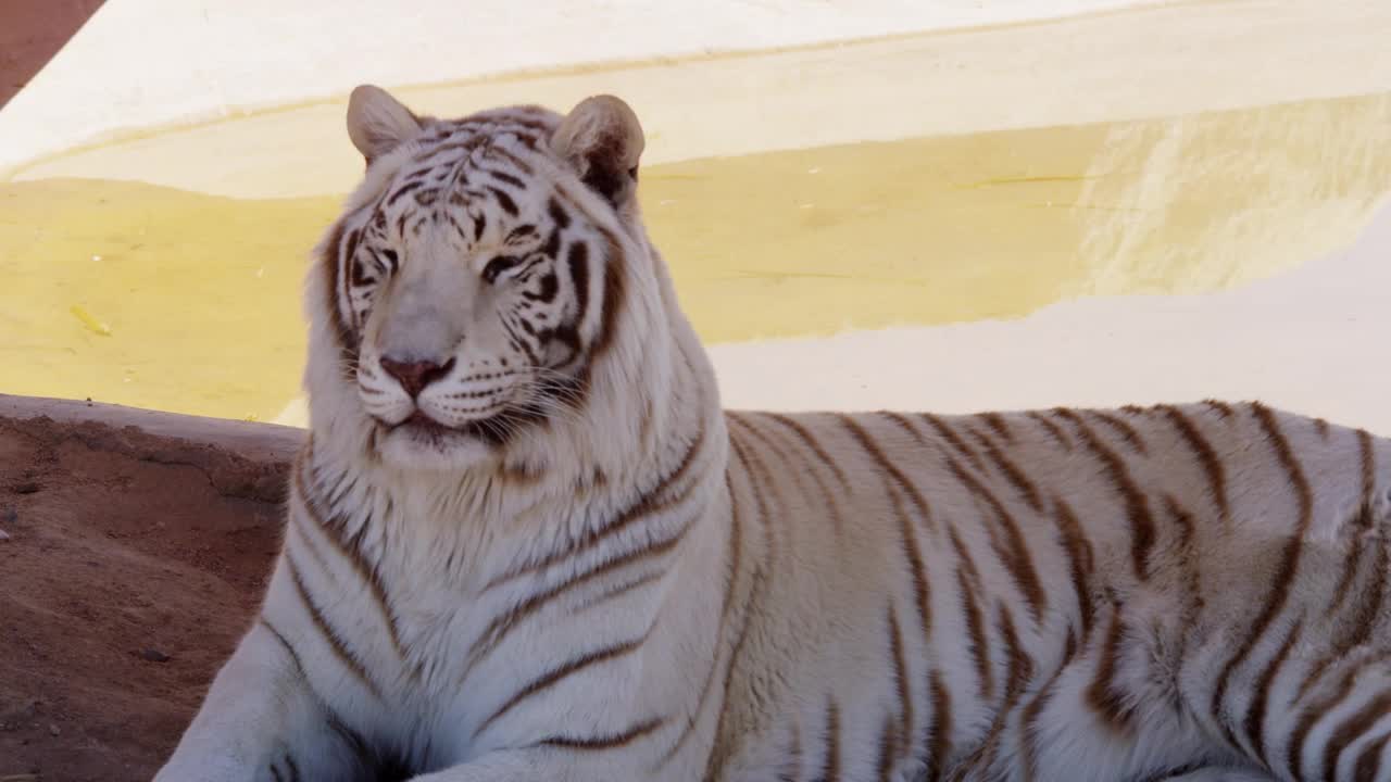 Free Stock Video White Tiger Chilling In The Shadow Live Wallpaper - Free Download