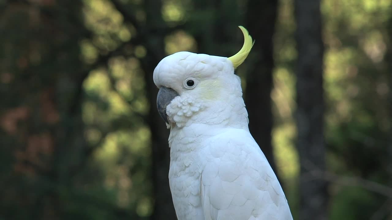 Video Stock Close Up Of A White Cockatoo Live Wallpaper For PC - Free Download